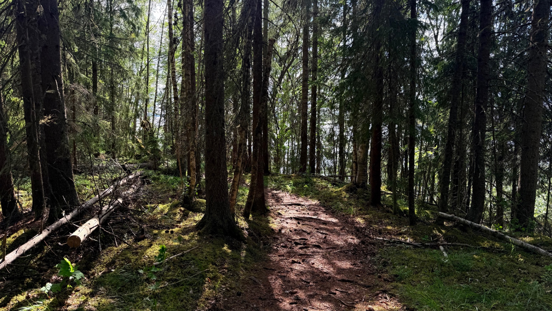 Single-track through dense Swedish woodland. Roots, moss and shade for hours.